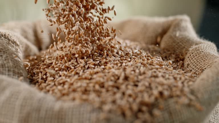 Wheat & Derivatives